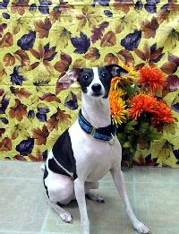 Dasher Thanks 10.jpg